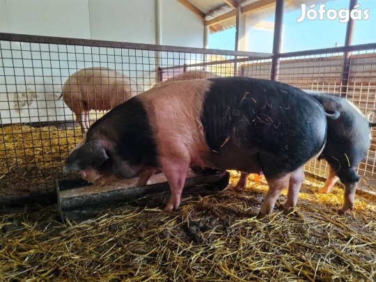 Eladó anya disznó 