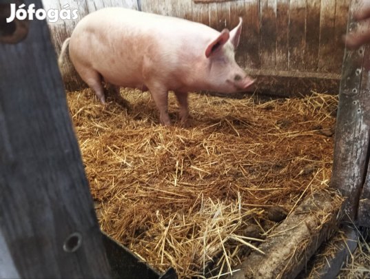 Eladó anya disznók