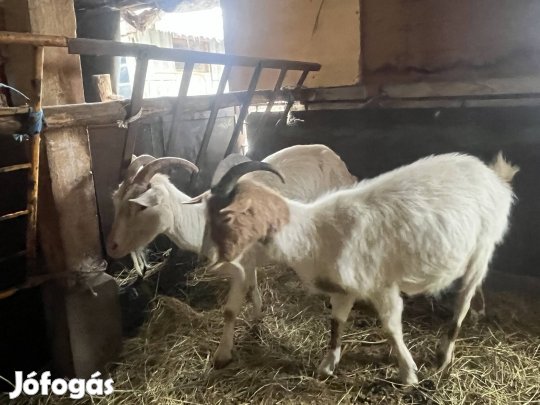 Eladó anya kecskék 
