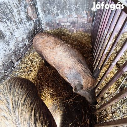 Eladó anyadiszno vemhes 