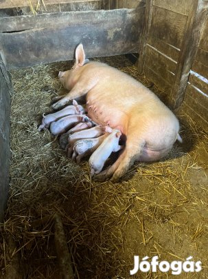 Eladó anyakoca malacokkal