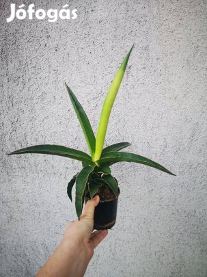 Eladó anyósnyelv sansevieria Star canary