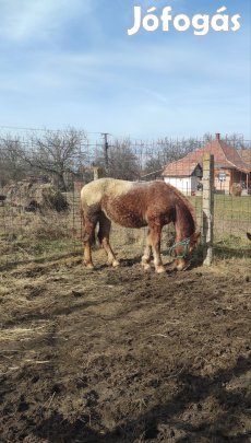 Elado appalosa vastag csiko