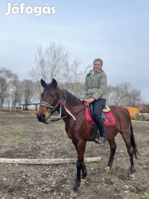 Eladó arab félvér kanca ló