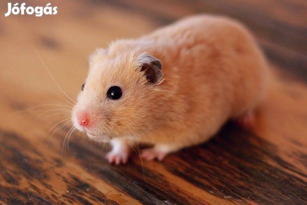 Eladó aranyhörcsög babák