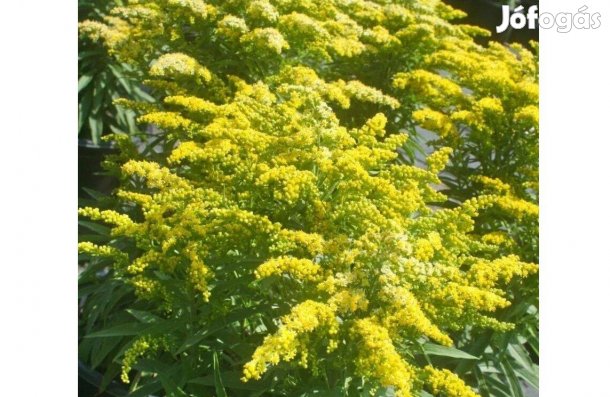 Eladó aranyvessző növény
