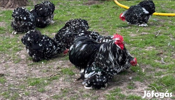 Elado babos törpe cochin kakasok
