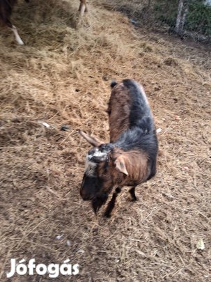 Eladó bak kecske