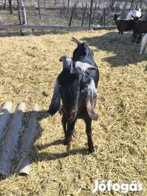 Eladó bak kecske