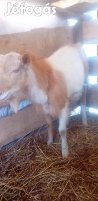 Eladó bak kecske