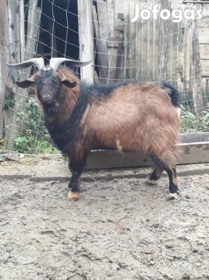 Eladó bak kecske