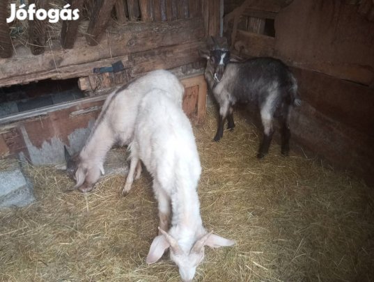 Eladó bak kecskék!