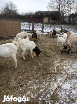 Eladó bakkecske