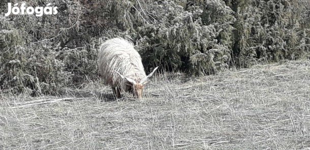 Eladó bárány