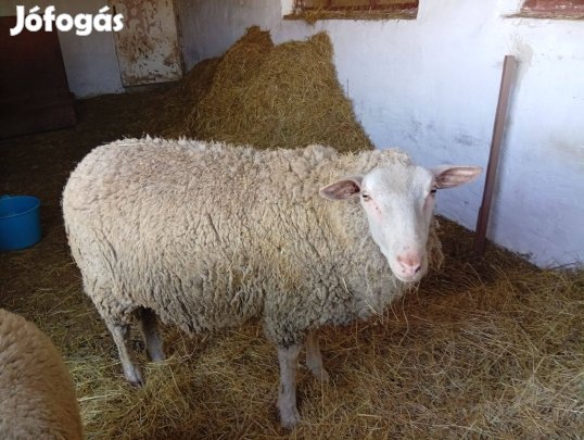 Eladó bárány!
