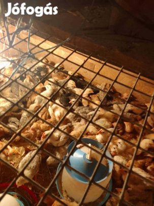 Eladó baranyai fajta napos csibék