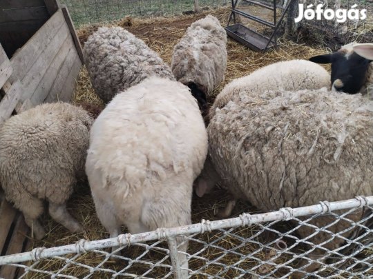 Eladó bárányok