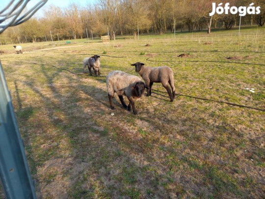 Eladó bárányok