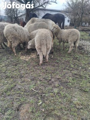 Eladó bárányok 5db