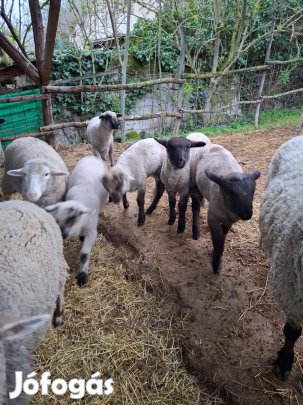 Eladó bárányok