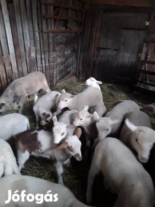 Eladó bárányok.