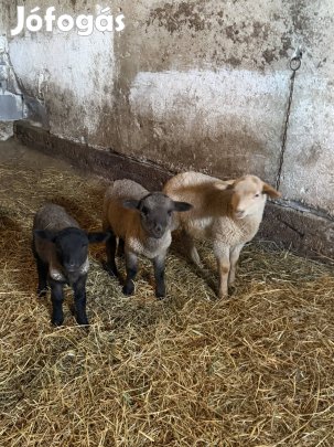 Eladó bárányok 