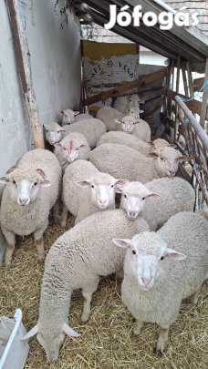 Eladó bárányok 