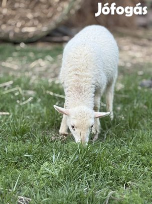 Eladó bárányok!!