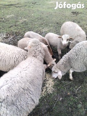 Eladó bárányok birkák 