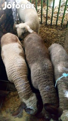 Eladó bárányok és terménydaráló