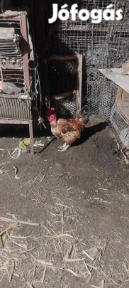 Eladó baromfi