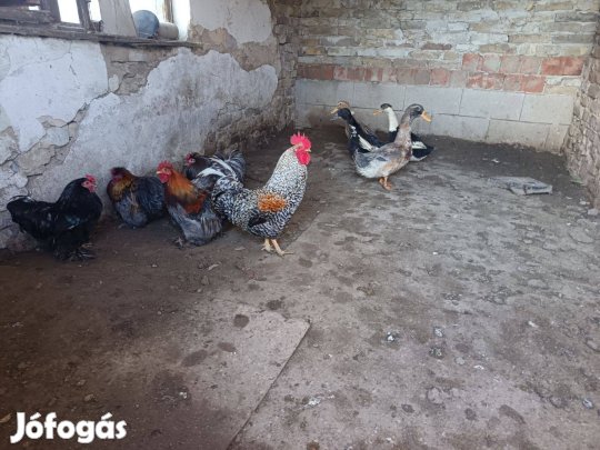 Eladó baromfik