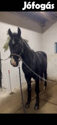 Eladó belovagolt nyereghelyen sütött herélt ló