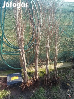 Eladó berbencei szilva csemeték