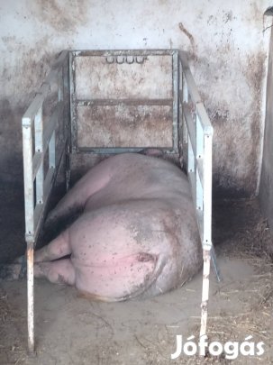 Eladó betonhoz rögzíthető düberel fiasztató kalodám! 