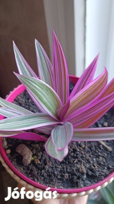 Eladó bíbor landzsalevél pink rózsaszín