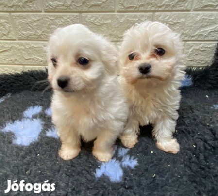 Eladó bichon havanese kiskutyák