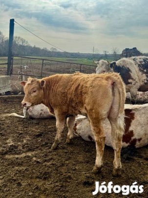 Eladó bika borjak!