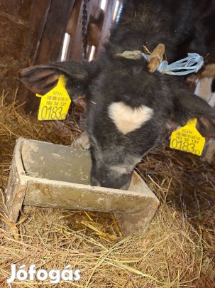 Eladó bika borjú