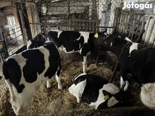 Eladó bika borjúk