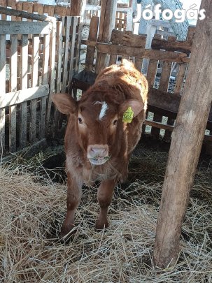Eladó bika és üsző borjúk