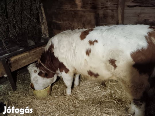Eladó bikák!