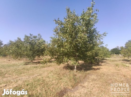 Eladó bio gyümölcsös Balástyán! - Balástya