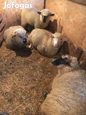 Eladó birka, anya juh