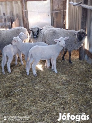 Eladó birka és bárány