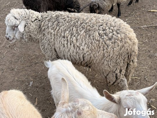 Eladó birka kos