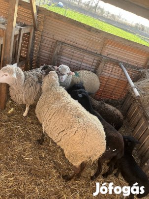 Eladó birkák