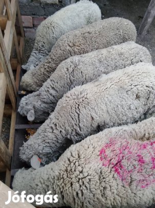 Eladó birkák