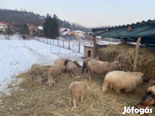 Eladó birkák