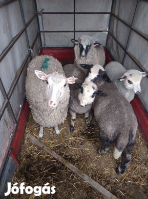 Eladó birkák